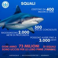 ANPANA si unisce  alla #SharkWeek